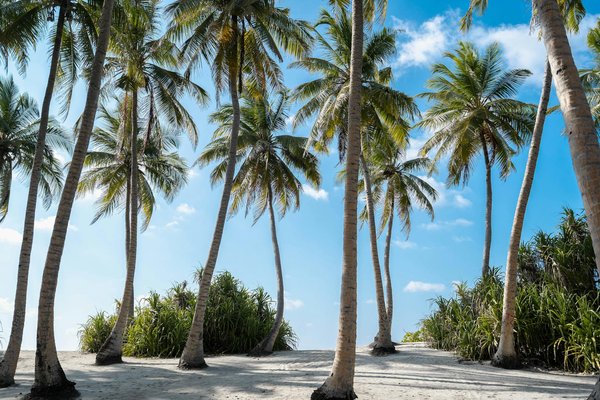 Comment choisir une croisière qui propose des excursions pour observer les oiseaux endémiques aux Galápagos?